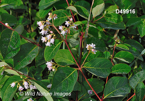 Apocynum androsaemifolium spreading dogbane